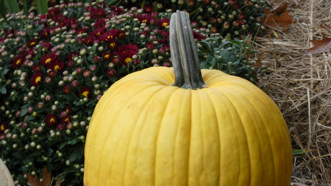 Welcome to Green cove Resort iii Homeowners Association!